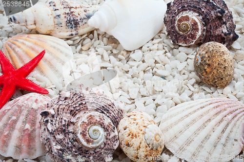 Image of Seashells