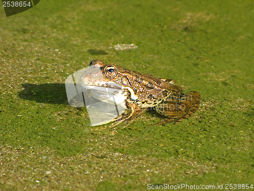 Image of Just, kiss the frog