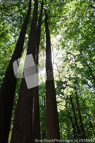 Image of Green forest