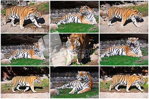 Image of Tiger