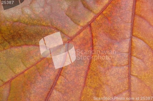 Image of Leaf macro