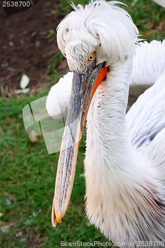 Image of Pelican