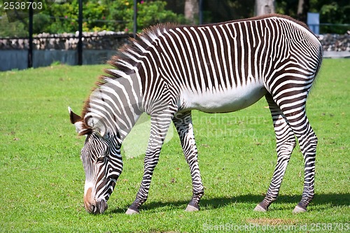 Image of Zebra