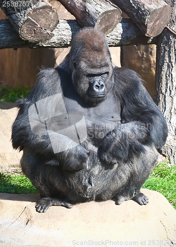 Image of Gorilla