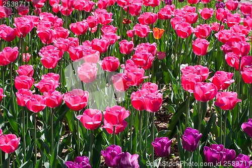 Image of Tulip flowers