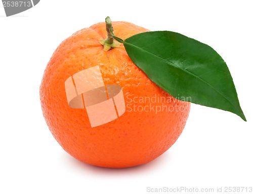 Image of Tangerine