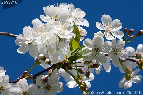 Image of Apple flowers