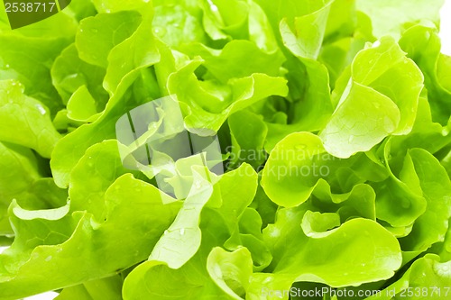 Image of Lettuce