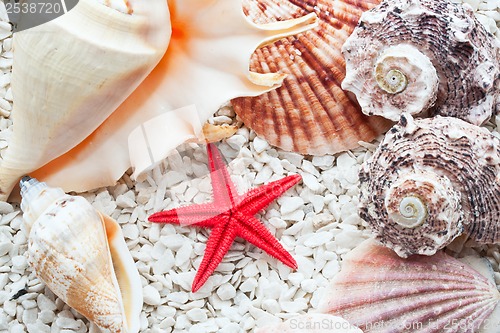 Image of Seashells