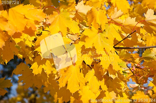 Image of Autumn