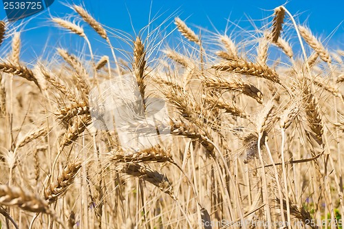 Image of Wheat field
