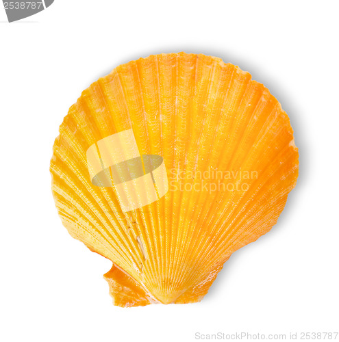 Image of Orange sea shell