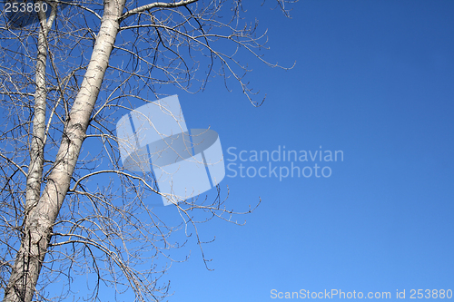 Image of Spring tree and the blue sky