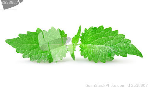 Image of Mint isolated