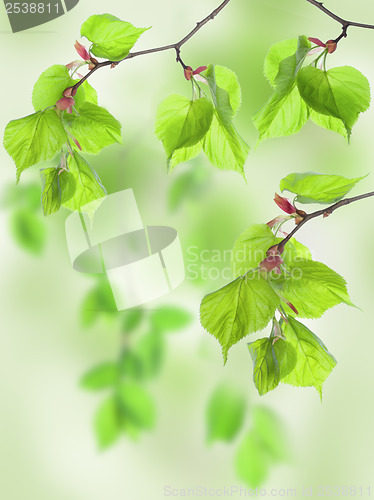 Image of Leaves of lime in wood