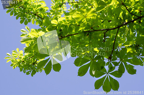 Image of Chestnut branches