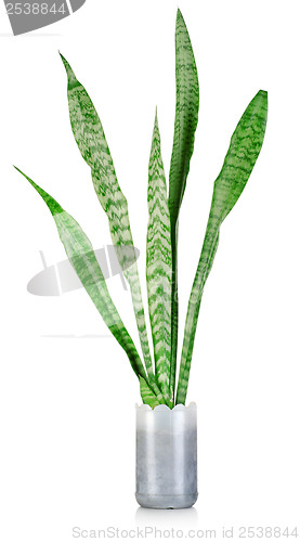 Image of Sansevieria