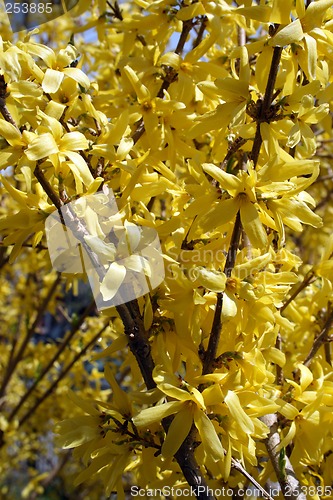 Image of Blooming forsythia bushes in spring