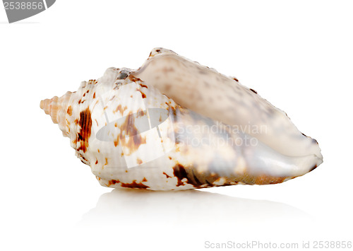 Image of Seashell