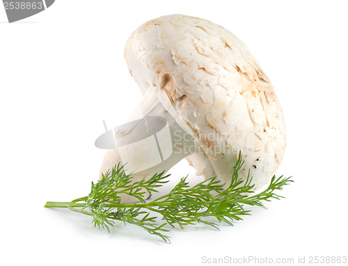 Image of Mushroom and dill