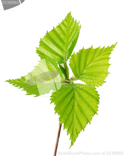 Image of Fresh spring leaves