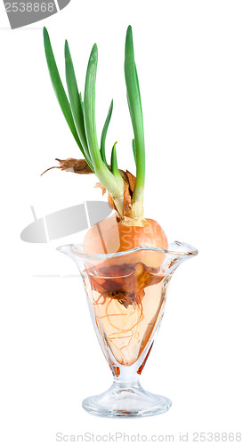 Image of Onions in a glass vase