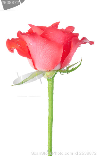Image of Red rose isolated