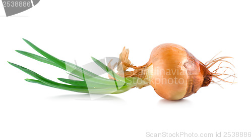 Image of Onions with green scion isolated