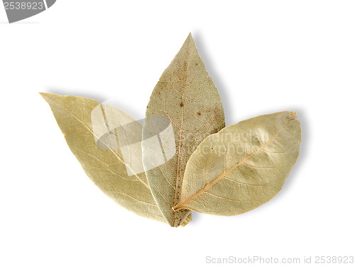 Image of Three bay leaves