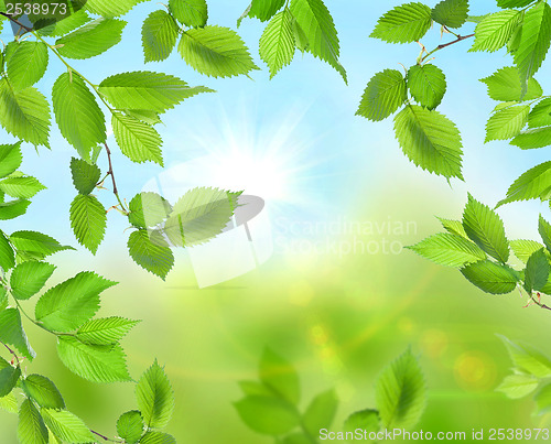 Image of Beautiful soft green background