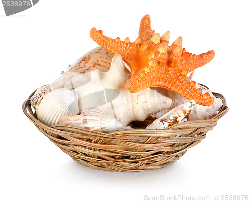 Image of Collection of seashells