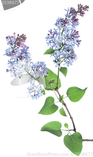Image of Lilac branch