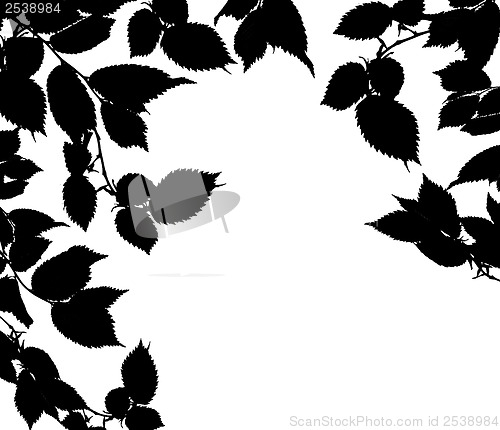 Image of Black white leaves