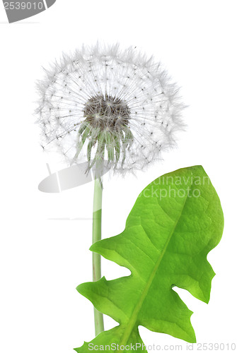 Image of Dandelion