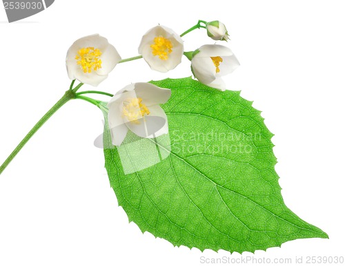 Image of Jasmine flowers isolated