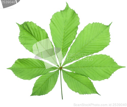 Image of Single horse chestnut leaf