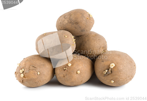 Image of Old potatoes