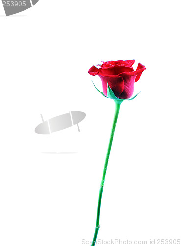 Image of Red rose