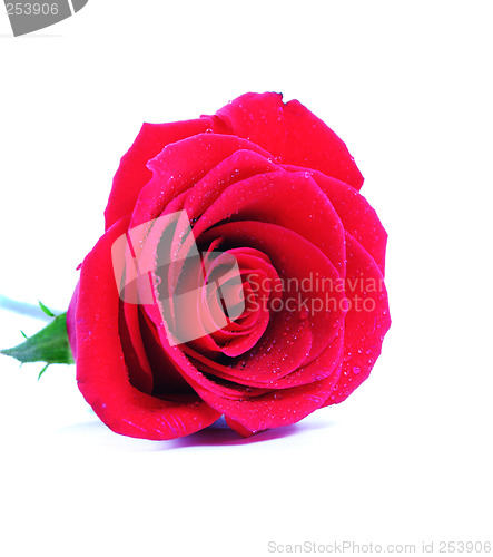 Image of Red rose