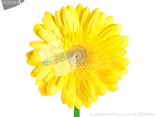 Image of Yellow gerbera