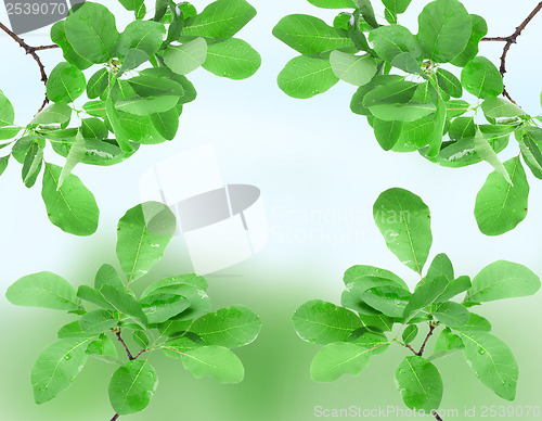 Image of Beautiful spring green leaves 