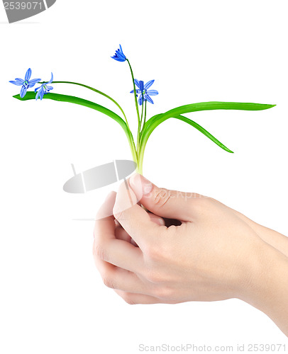 Image of Snowdrops in hands