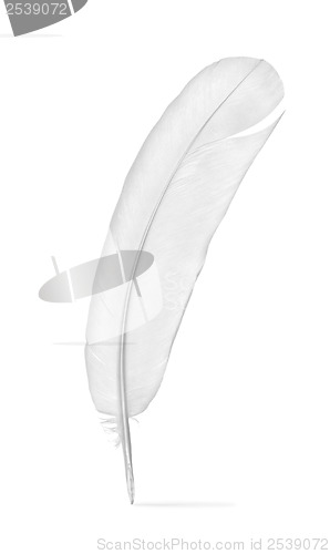 Image of Feather of a pigeon