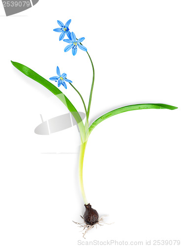 Image of Snowdrop blue isolated