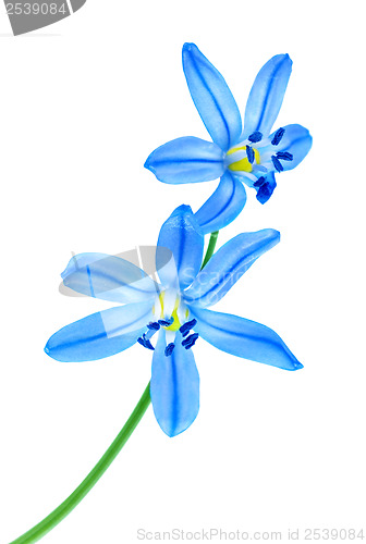 Image of Snowdrop blue