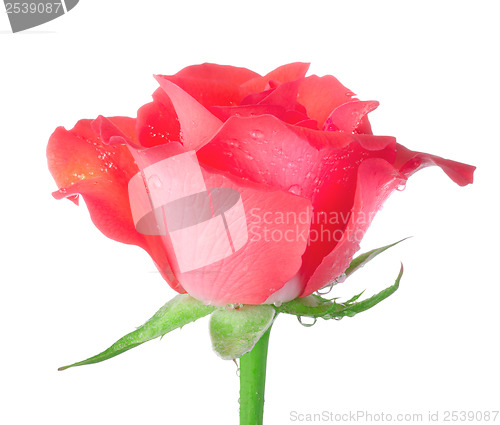 Image of Red rose