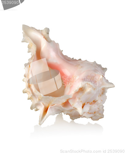 Image of Colorful sea shell isolated