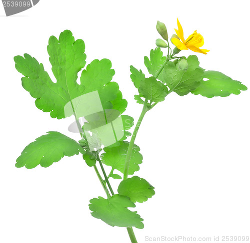 Image of Blooming celandine