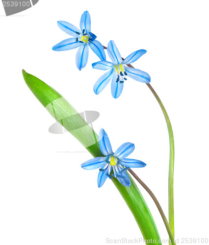 Image of Snowdrops  blue