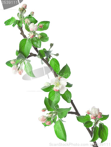 Image of Apple branch in blossom